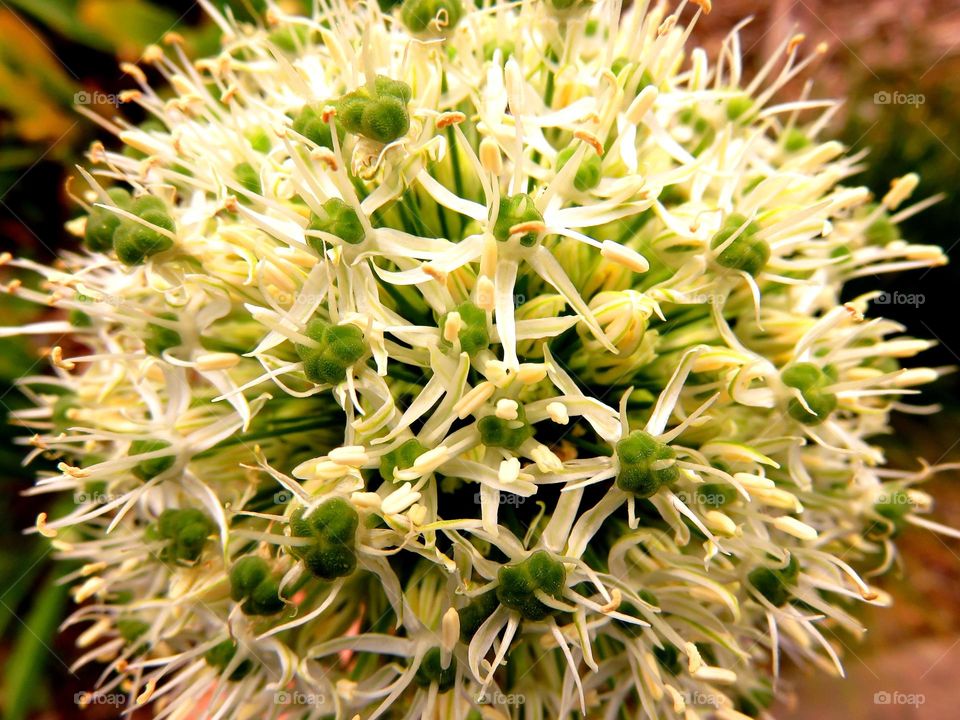 Extreme close-up of flower