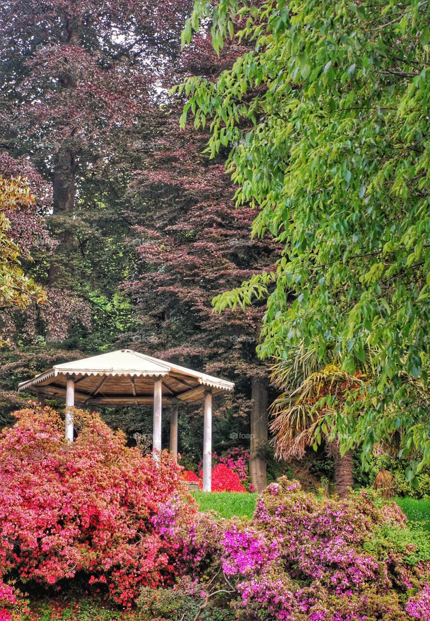 Gazebo and towering trees