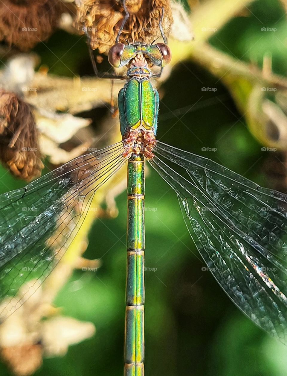 Dragonfly