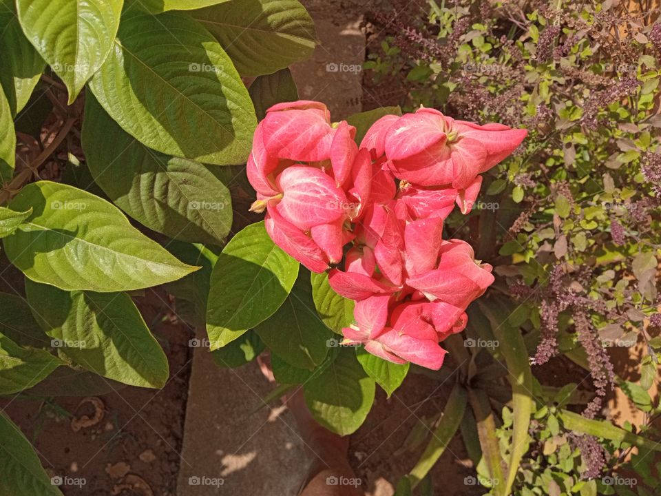 beautiful pink flowers🌸🌺🌻🌹🌷🌼💐