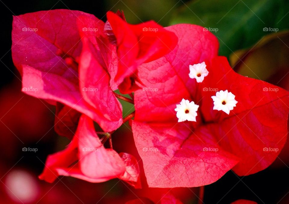 Red Flowers