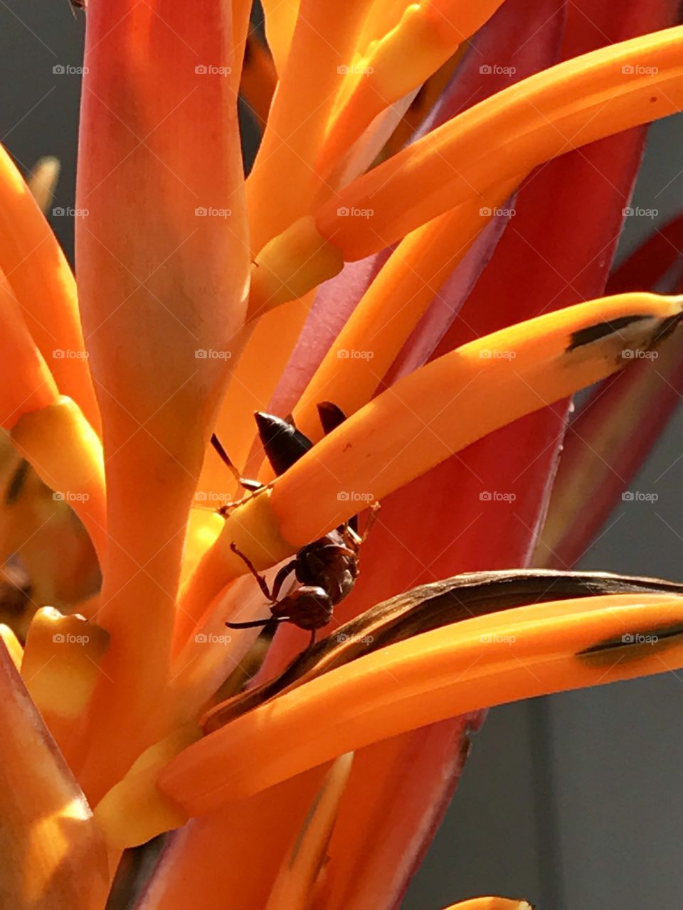 Wasp on Heliconia