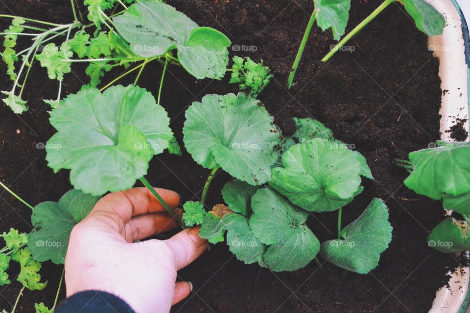 Gardening