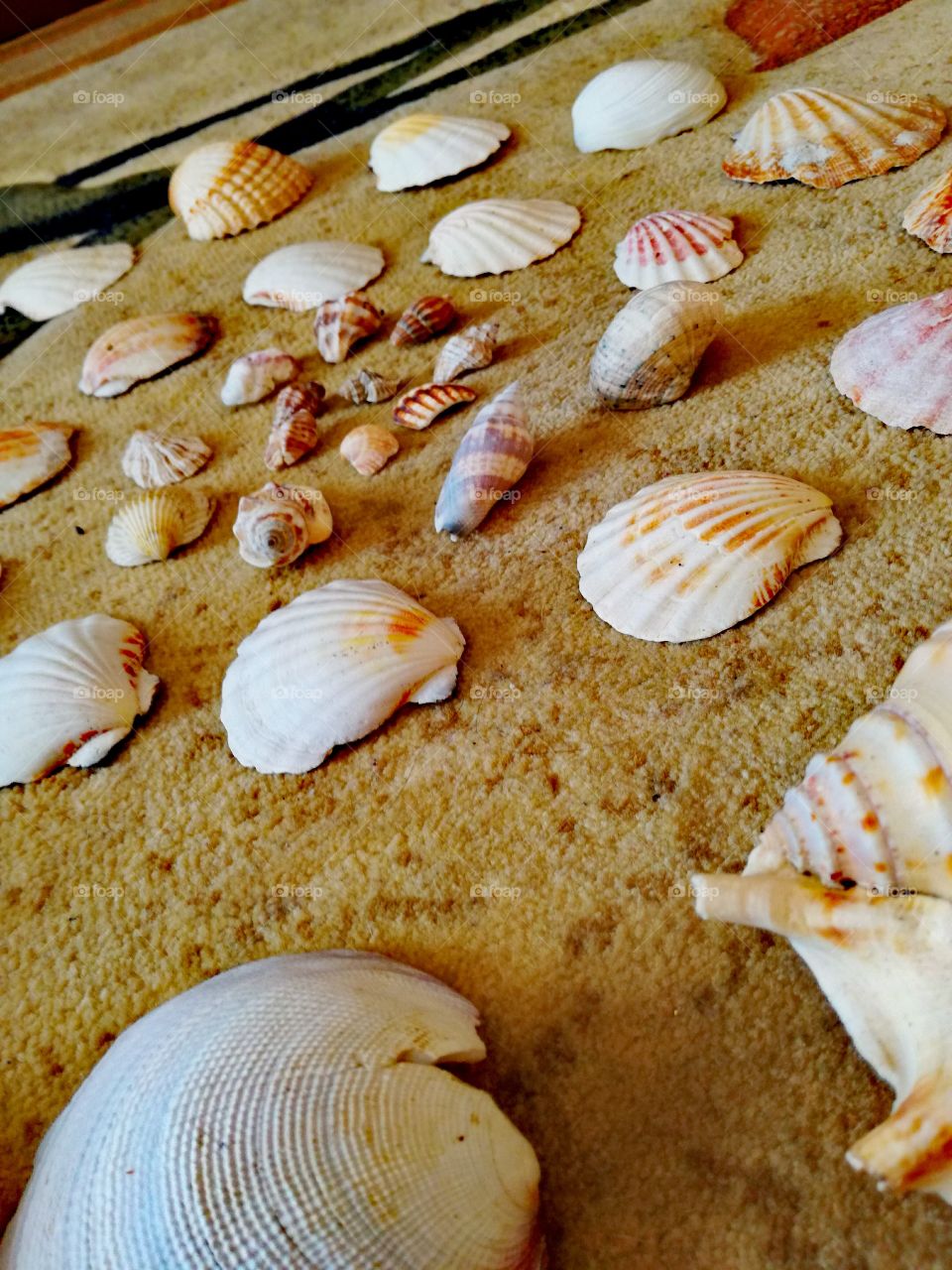 Seashell V