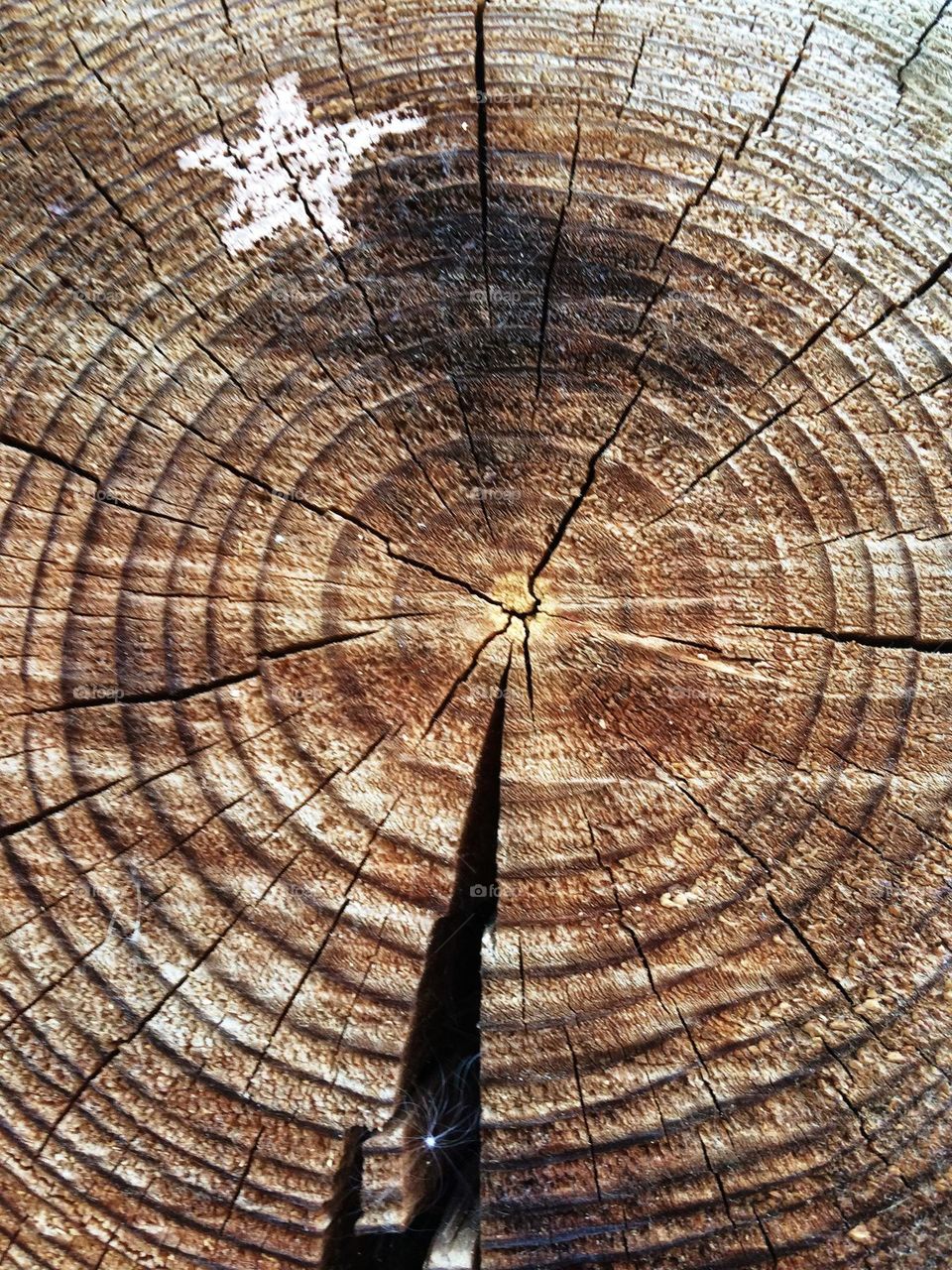 Tree cut log ring circles