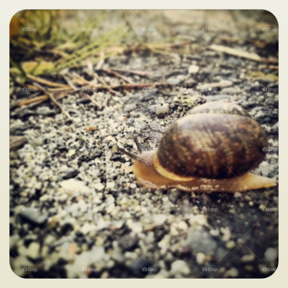 snail on the road