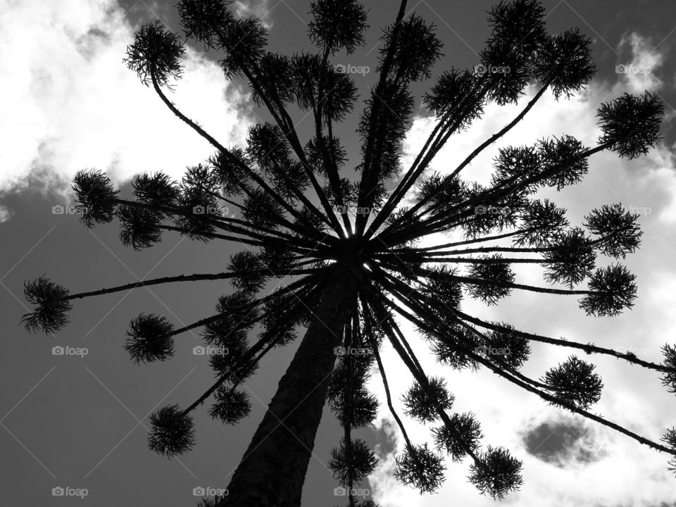 Araucaria1