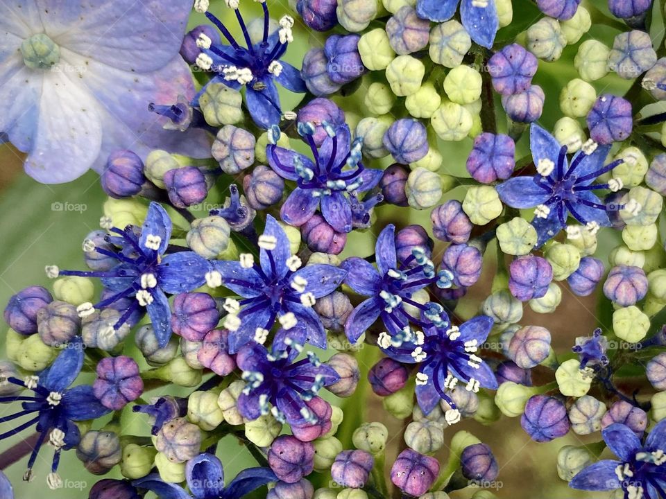 hydrangea buds