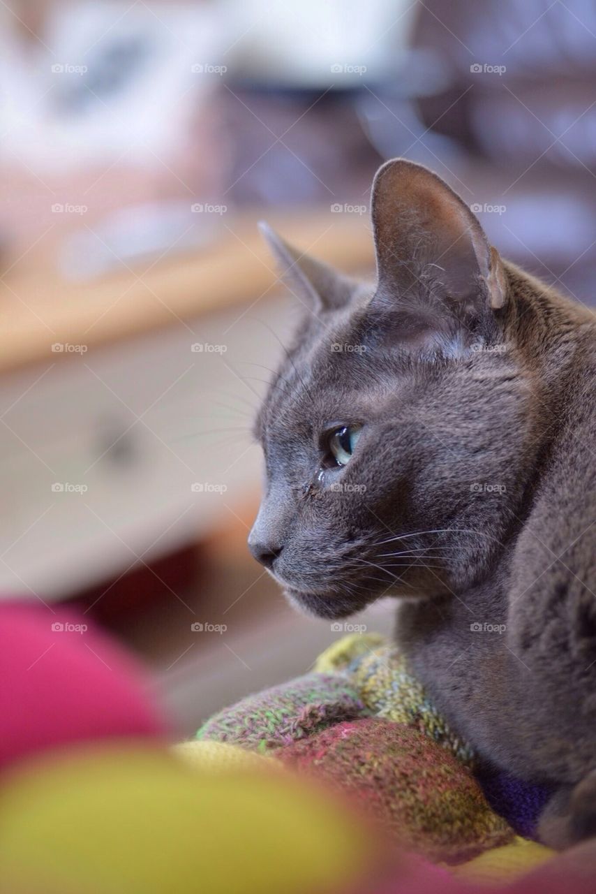 Russian blue kitty 