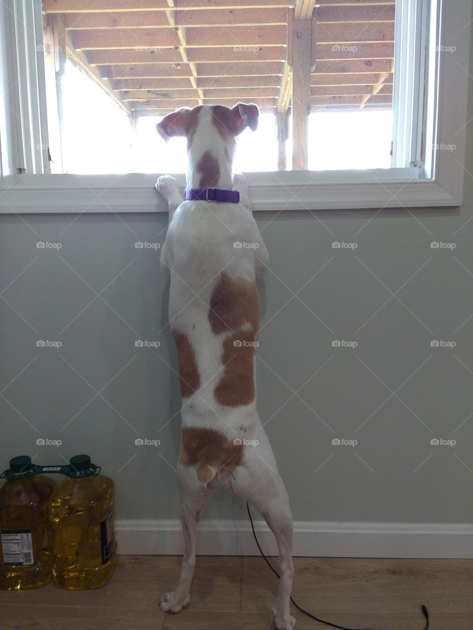 little dog stretching to look out a window