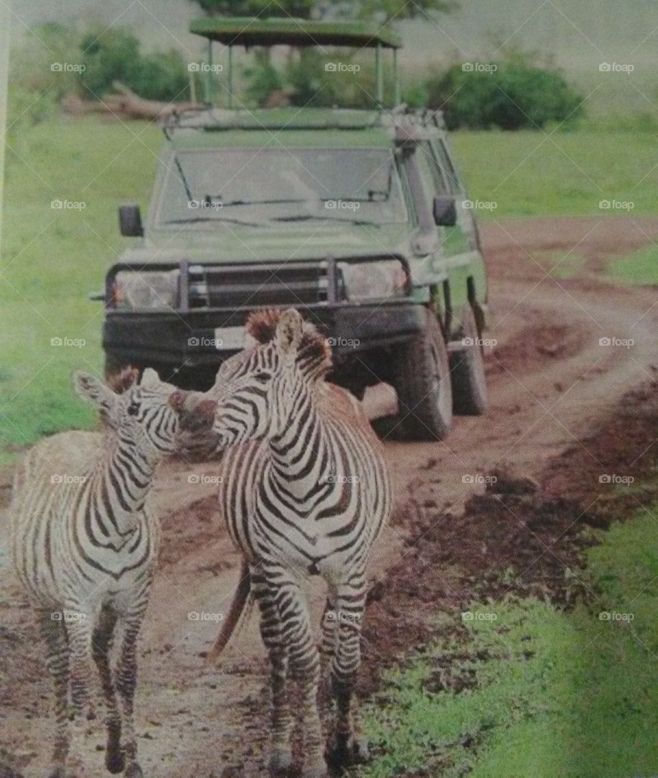 Tourists watching a mother zebra and her young one crossing a road in a game reserve during a wet season.