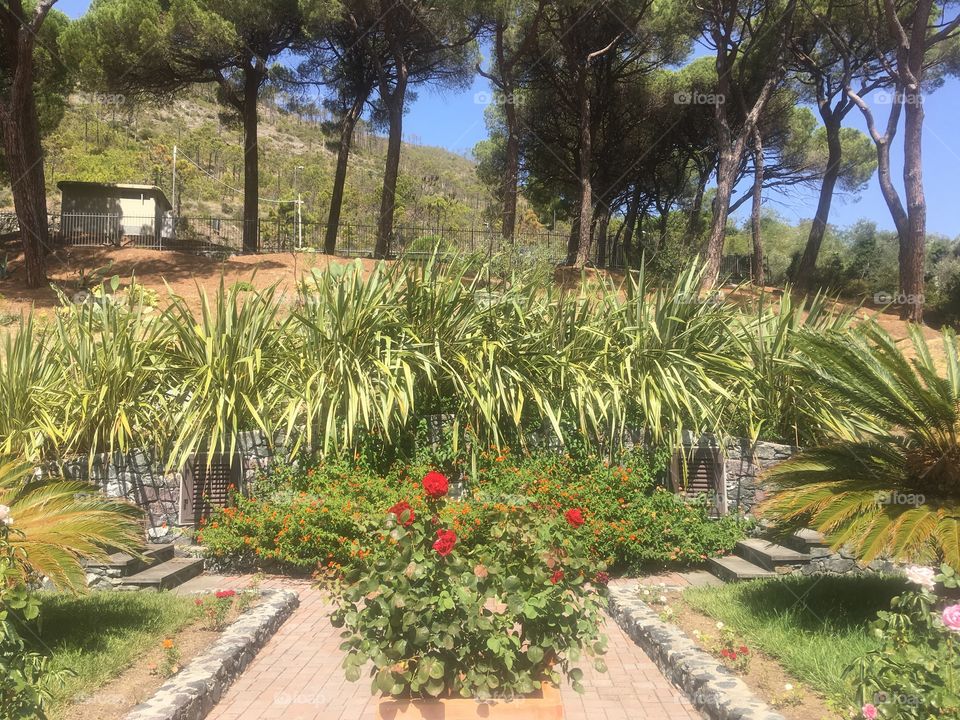 Lush landscaped grounds of the Park Hotel Argento just outside Levanto, on the Mediterranean coast of Italy and northern gateway to the Cinque Terre, a UNESCO World Heritage site.