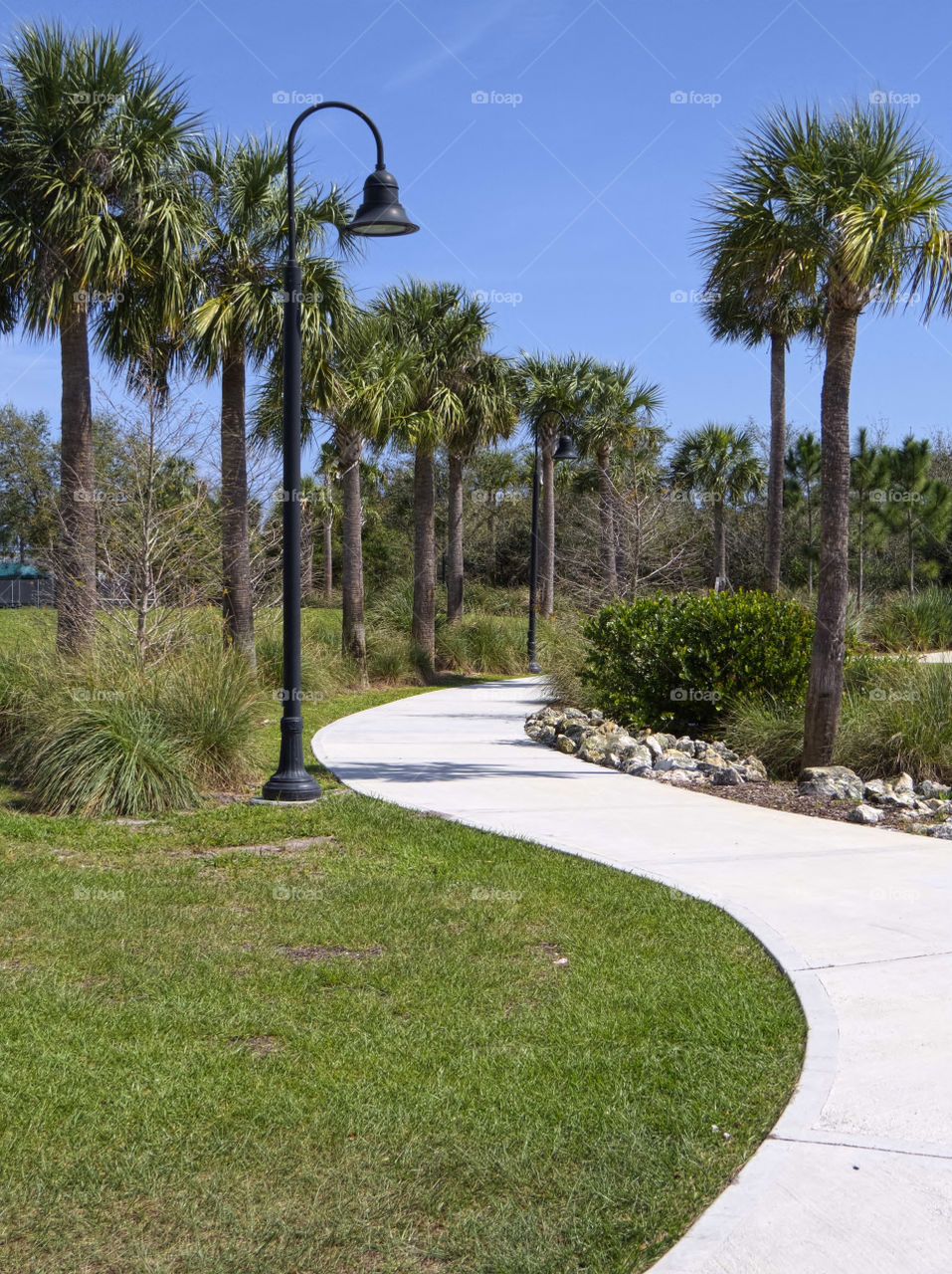 Curving Path in Park. Tree lined curving path in park