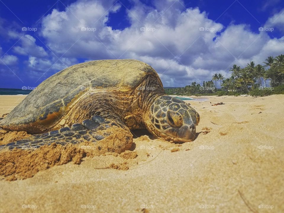 Beach Turtle