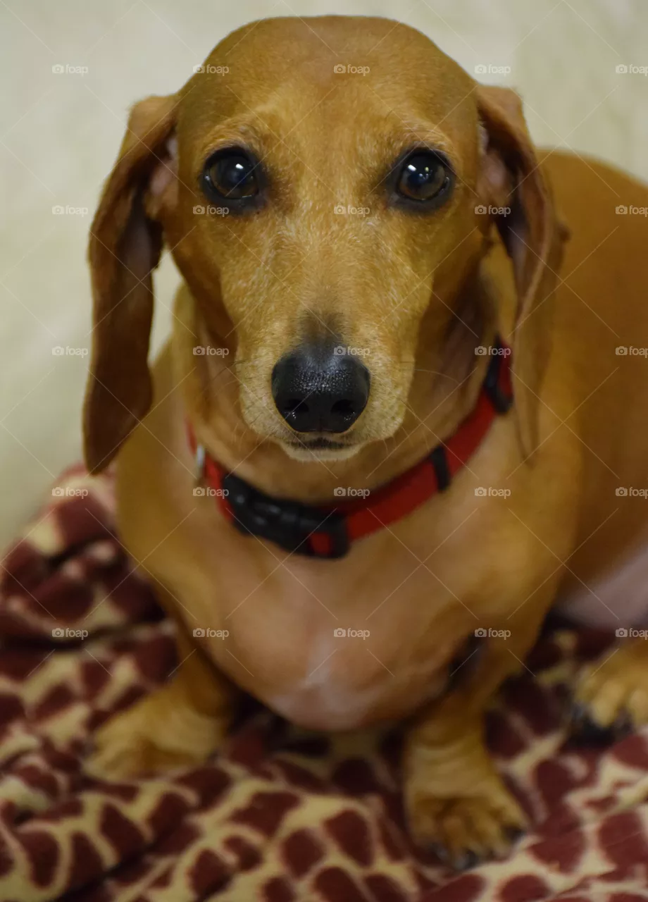 Lucy Lou 
