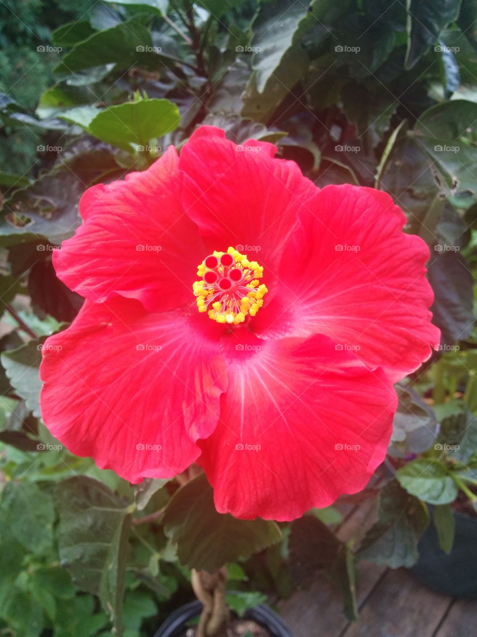 red hibiscus