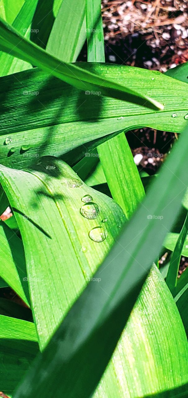 Rain drops on wide leaf plant or grass blade. Water droplets sparkle as sun shines after rain has stopped.
