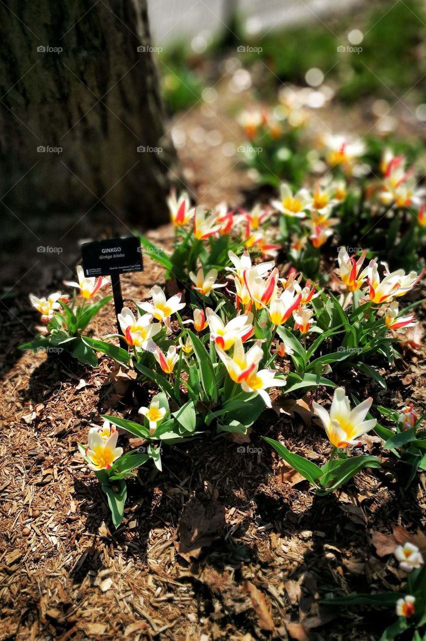 Central Park flowers
