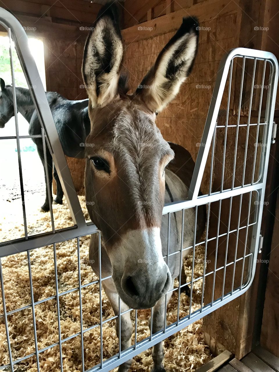 The cutest Donkey in the barn waiting for some loving 