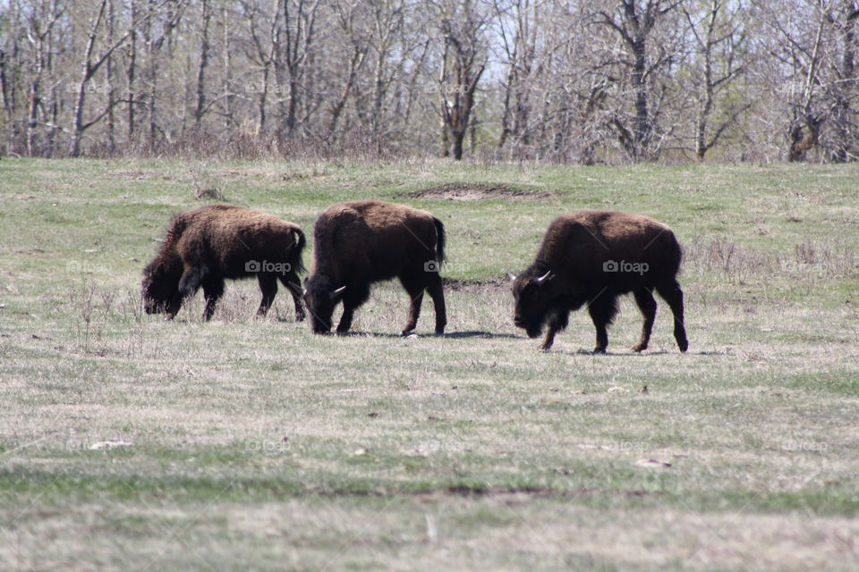 buffalo