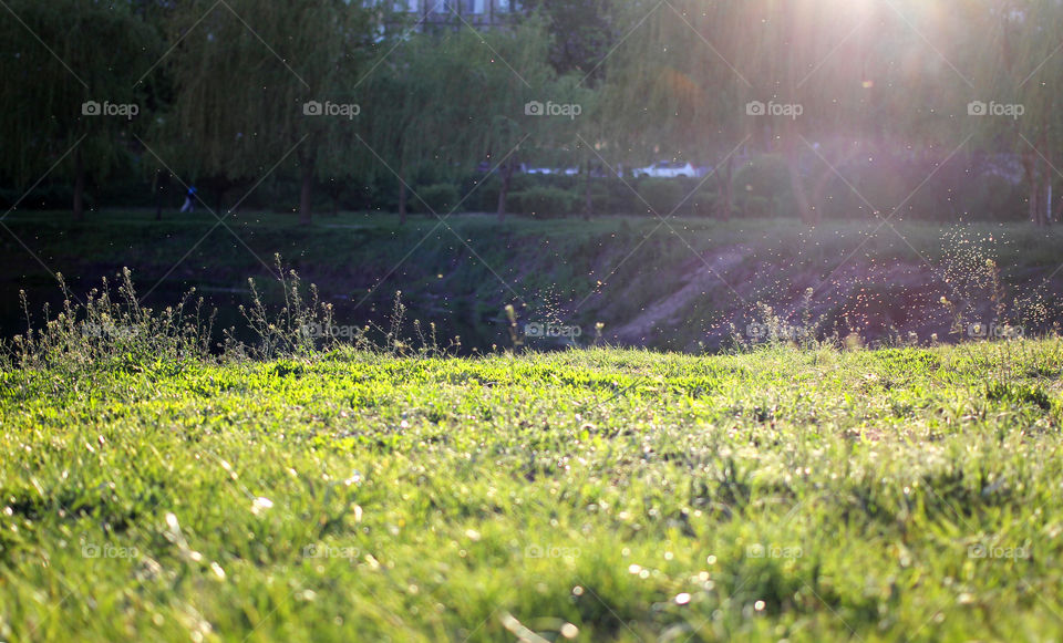 Landscape, nature, trees, tree, grass, sky, sun, water, reflection in the water", sun rays, park, people, life, life style,