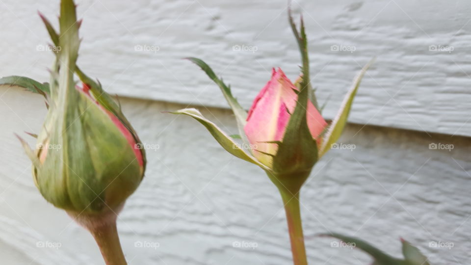 rose buds