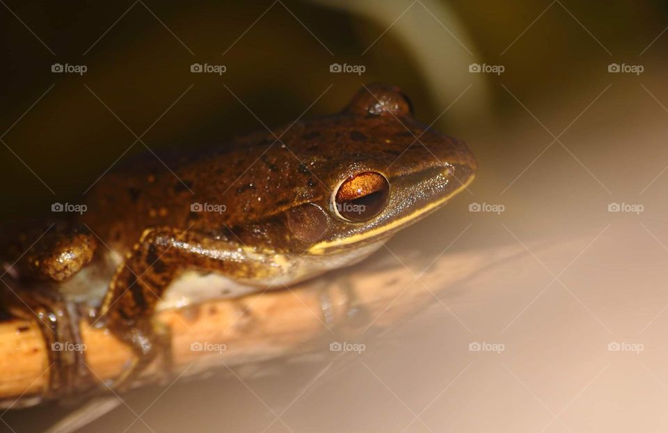 Tree lined frog. Medium size frog colour in brown. White lipsed, and looking on hard tympanium. Incommon species, as time is going on well for meet in Java, and Sumbawa now. The frog seen outside of forest where's ready for wet building.