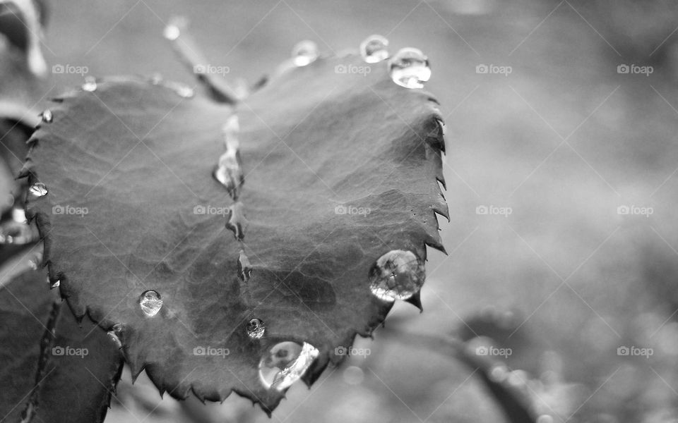 BnW leaf and droplets details