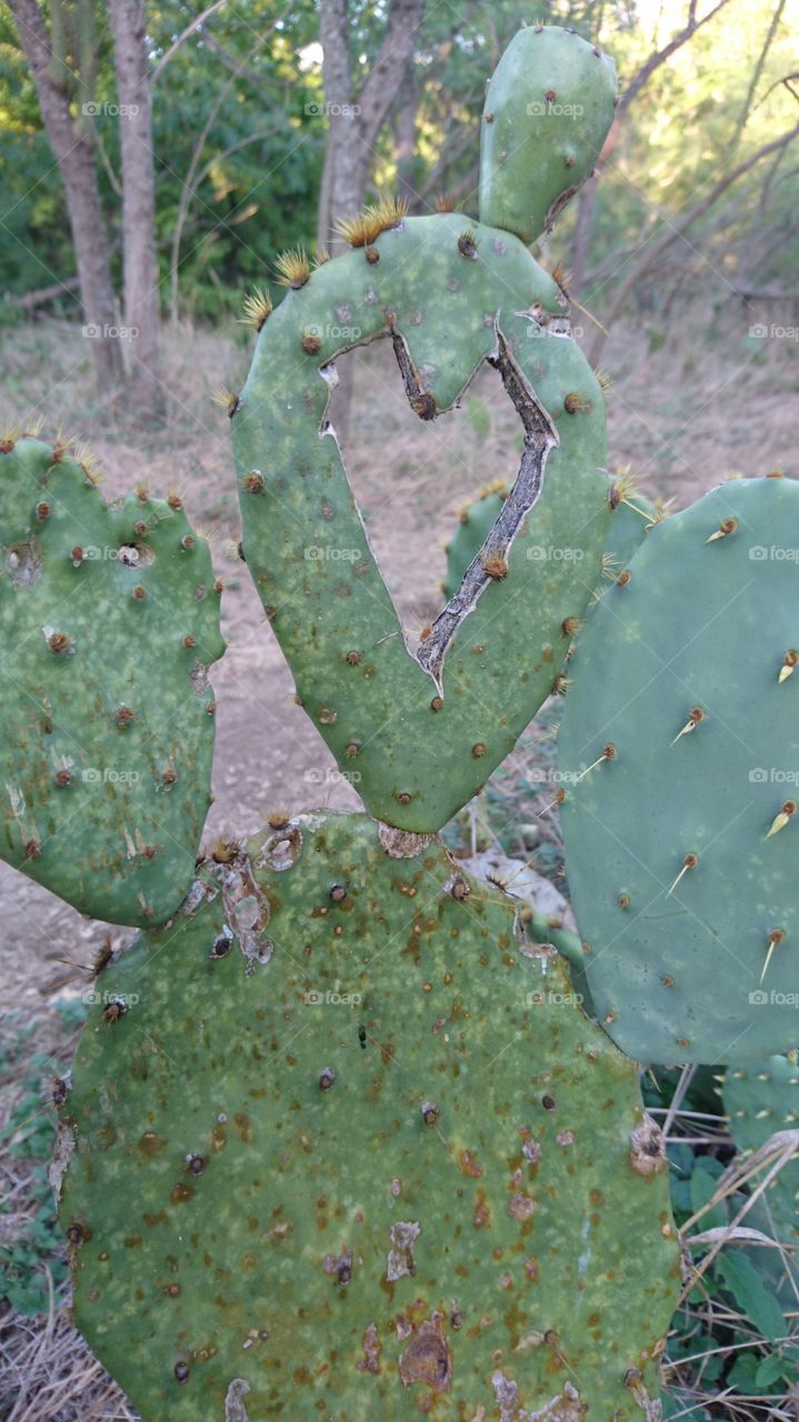 heart cut in to a cactus