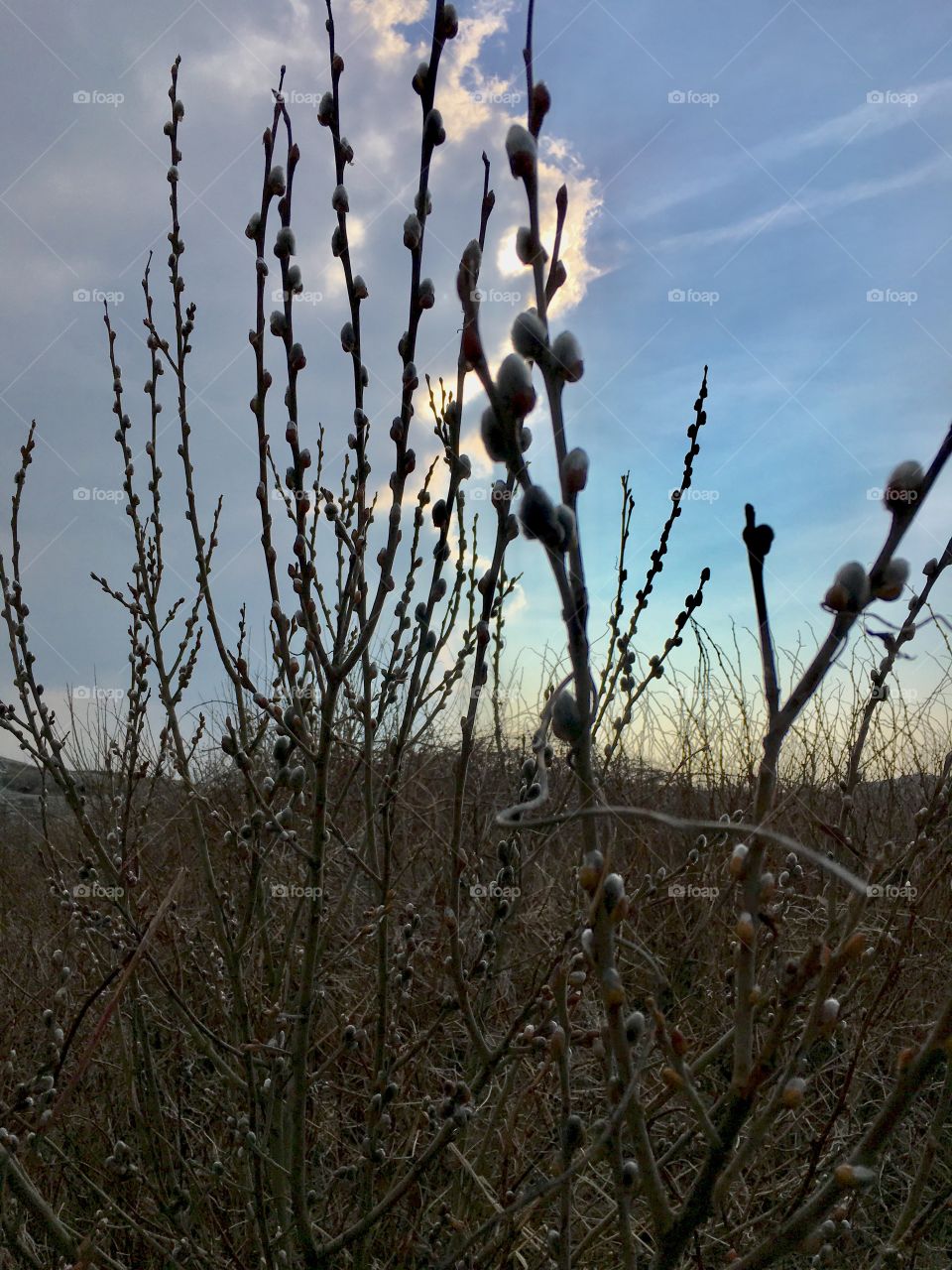 willow by the beach