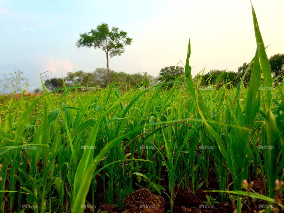 Close-up of green grass