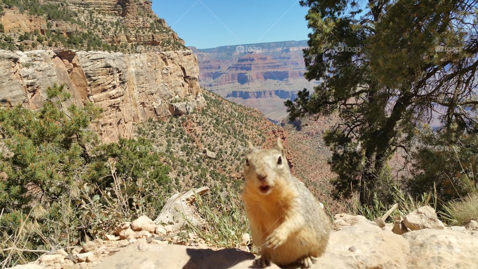 Friendly Squirrel