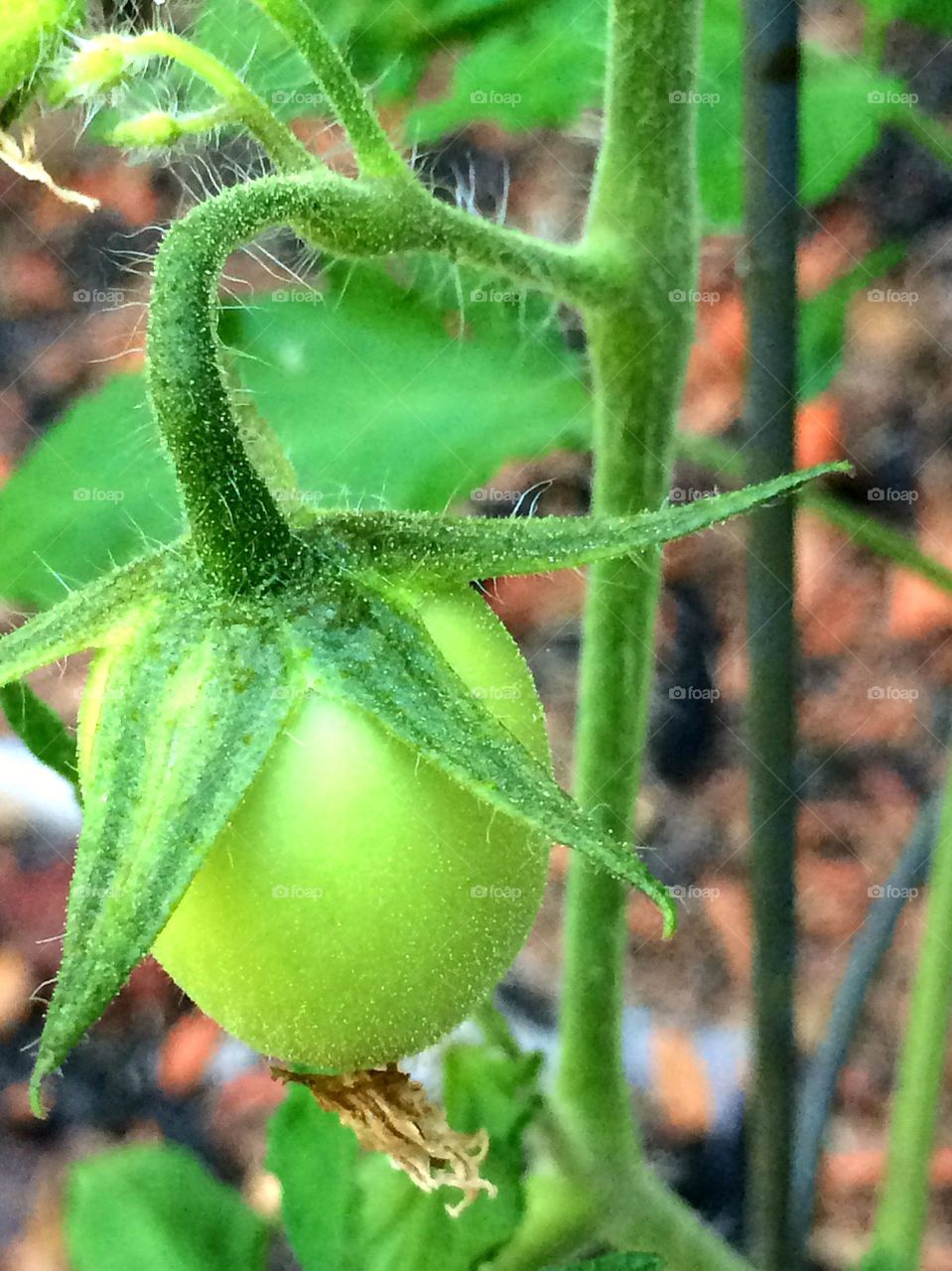 Baby tomato growth