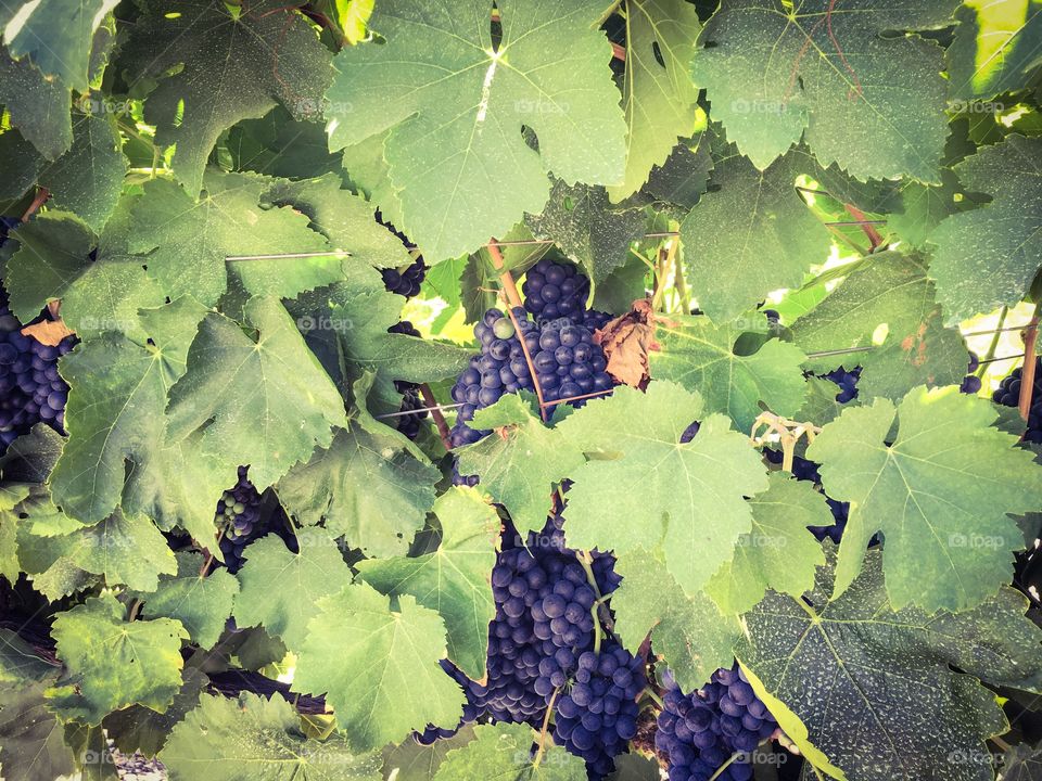 Grapes and grape leaves