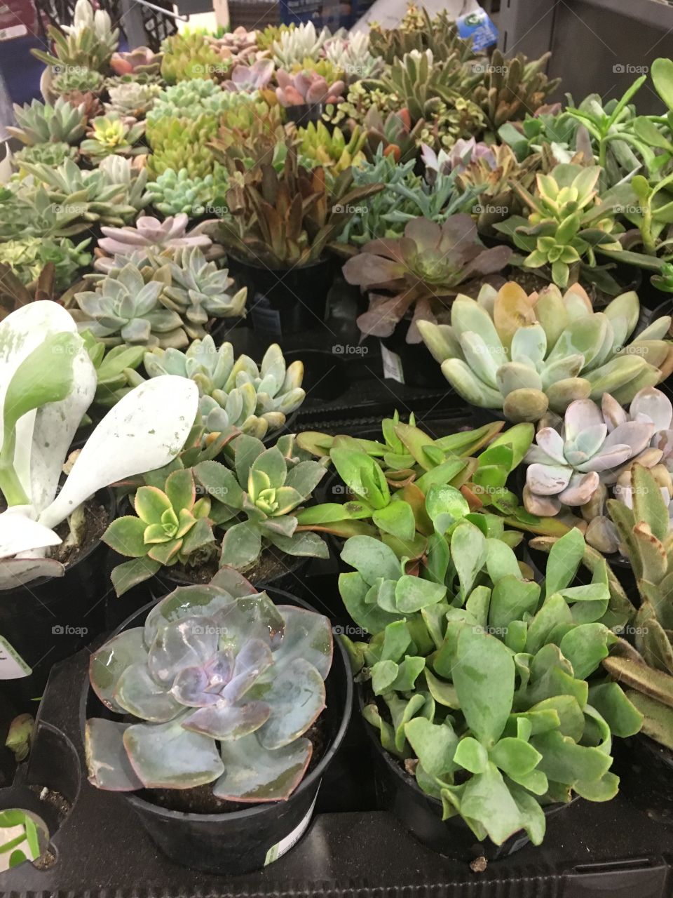Succulents 