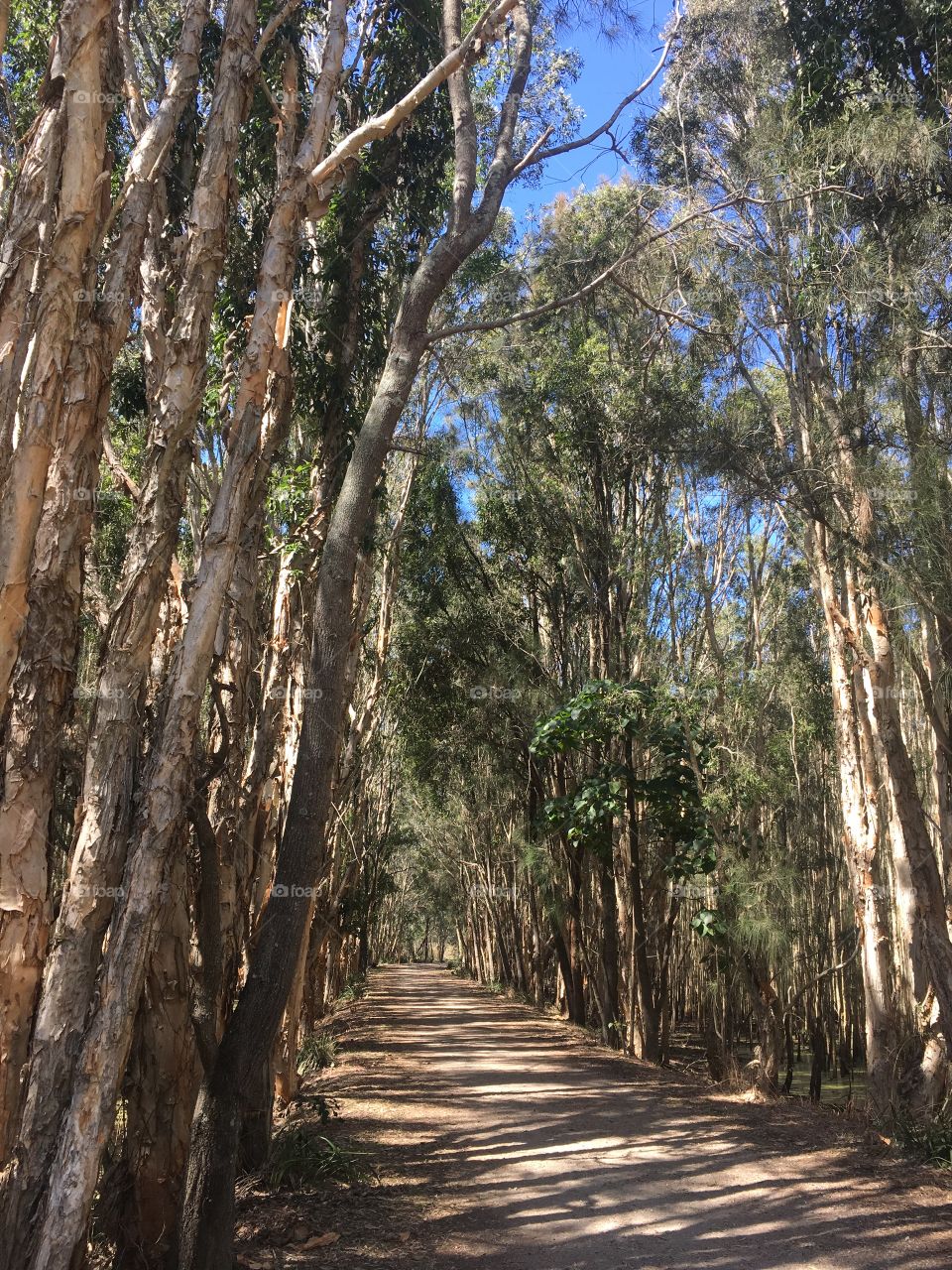 Tall timbers path