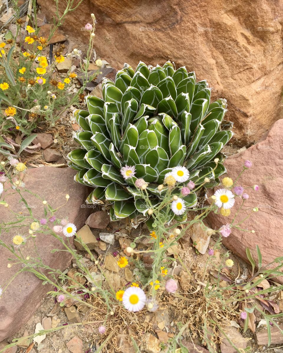 Succulent Garden