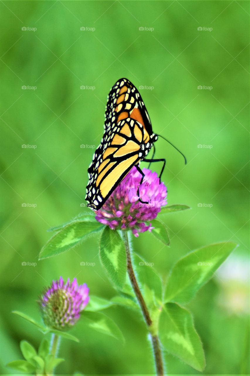 Monarch Butterfly on Purple Clover