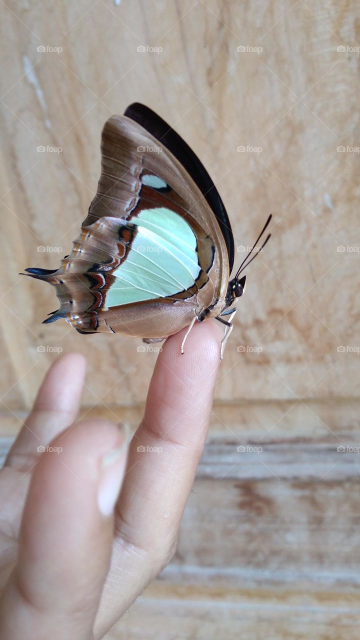 Beautiful butterfly perched on the tip of the finger