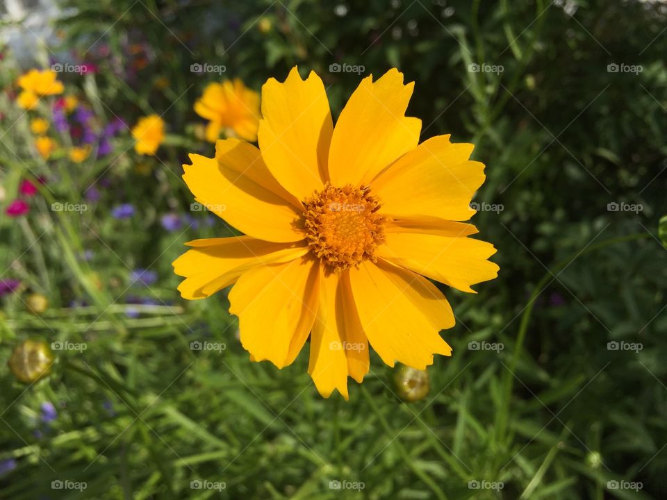 beautiful yellow daisy
