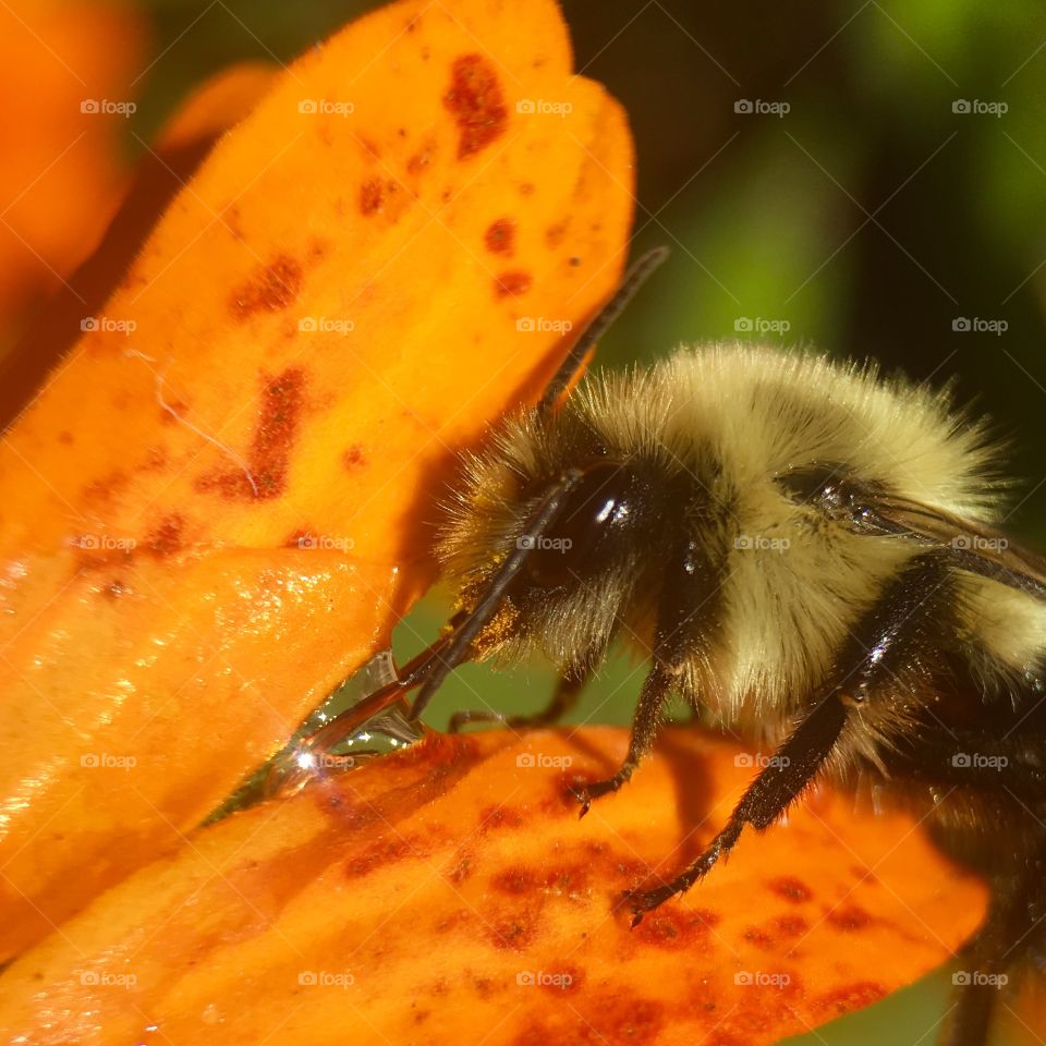 Bee sucking up some honey