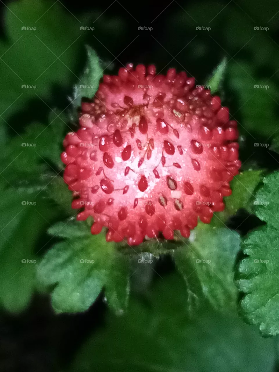 Erdbeere