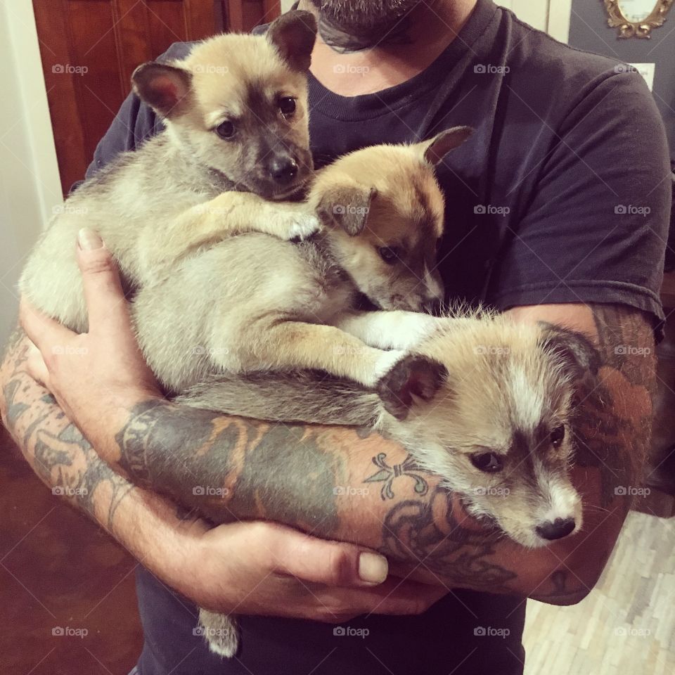 An armful of puppies