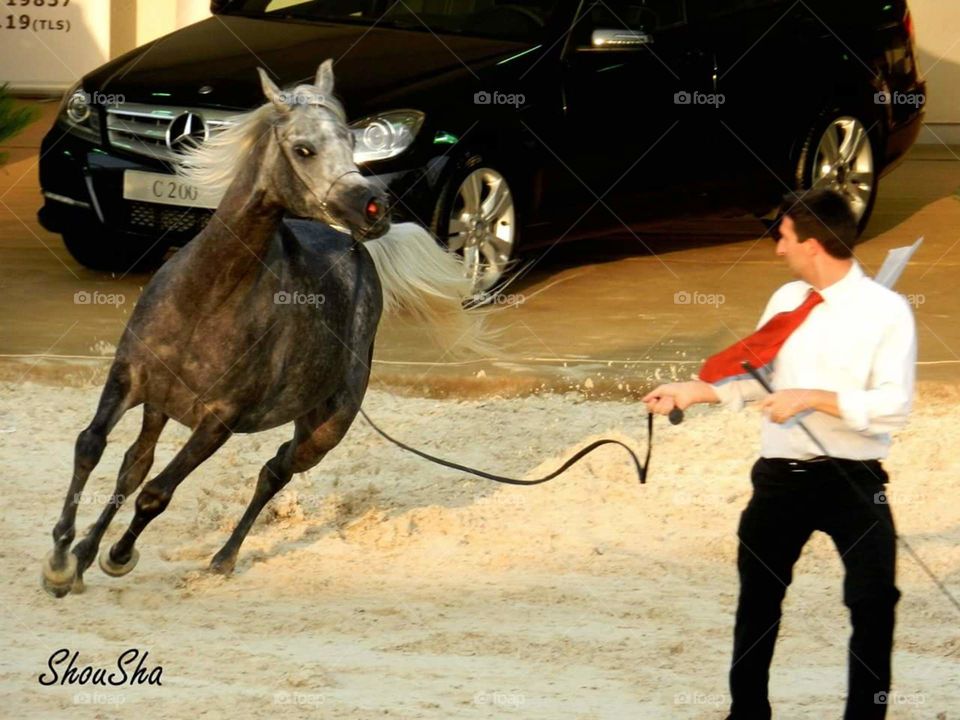 pure Egyptian horse