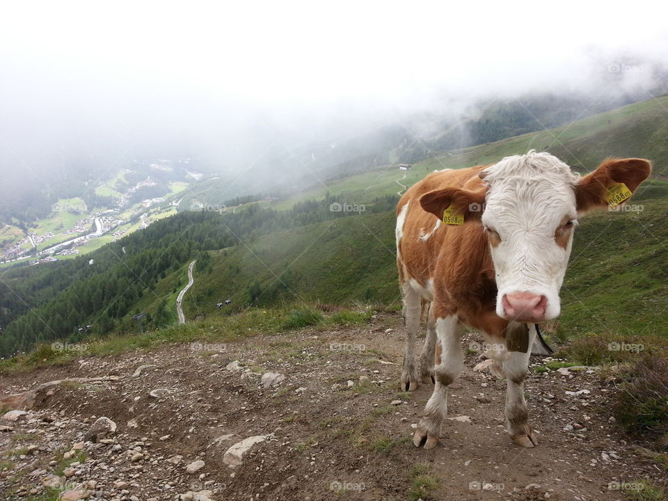 Austria alps