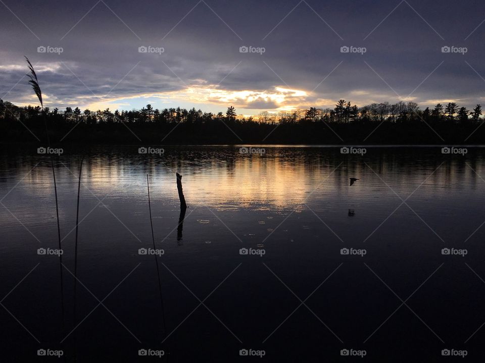 Bird flying over pond