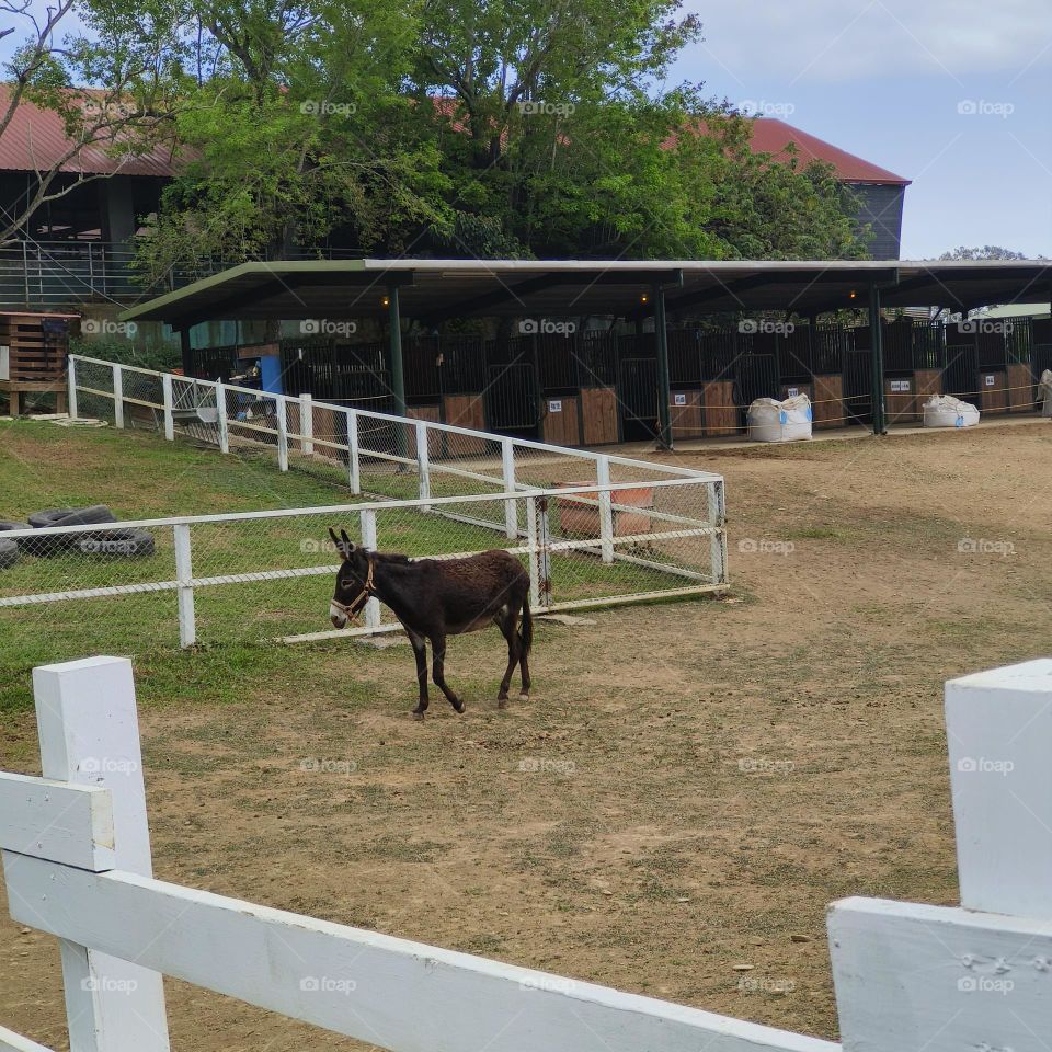 Donkeys at Chulu Ranch in Beinan Township