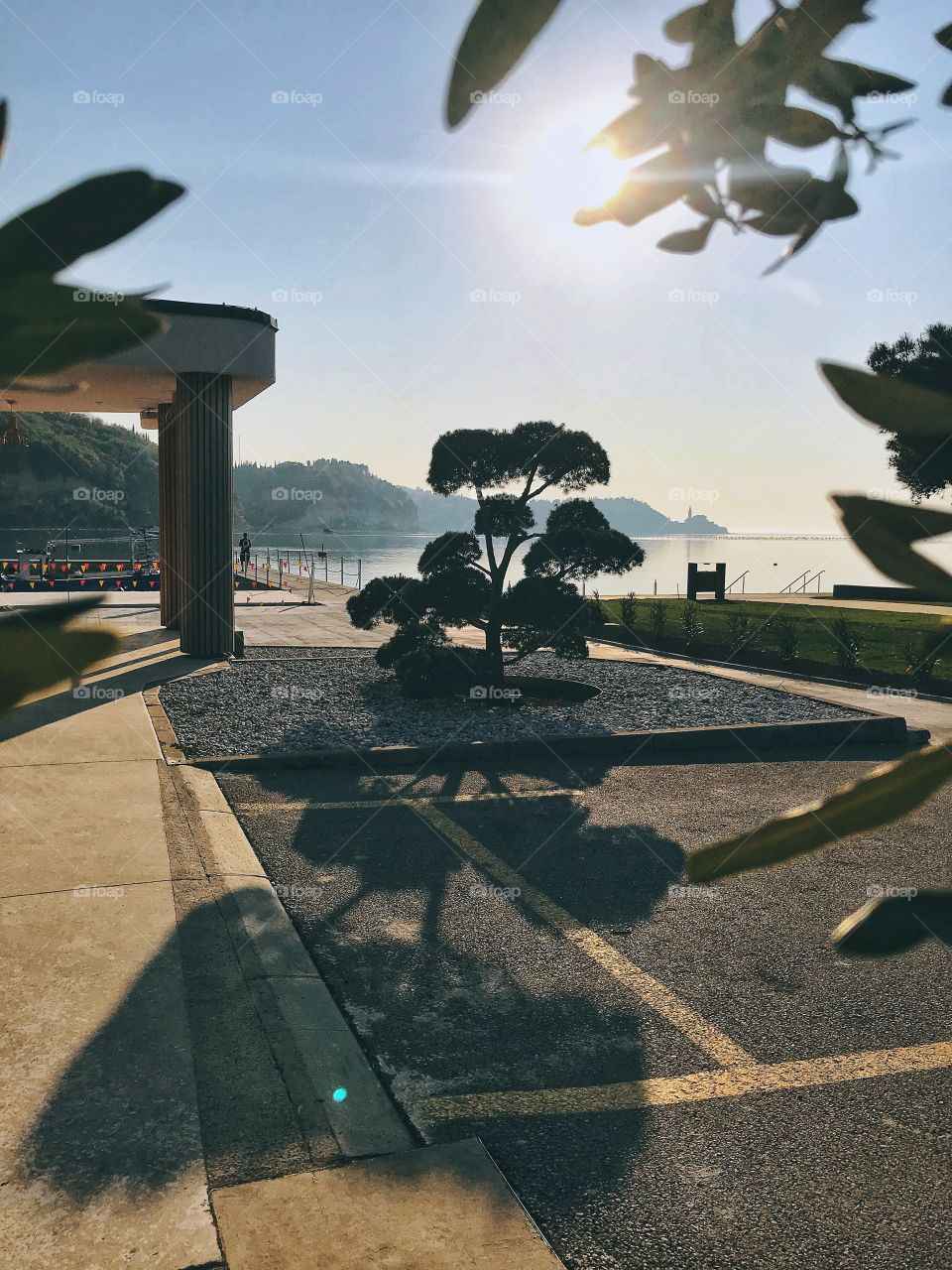 A beautiful green bonsai tree that casts a majestic shade on a sunny day on the Adriatic coast. Spring background.