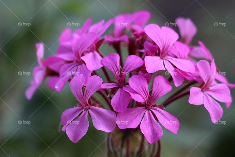 Bright pink flowers, their colours as bright as their habitat, but bolder 
