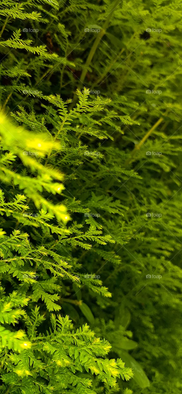 green